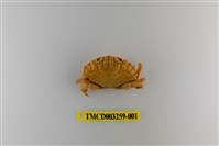 藏品(肉球皺蟹)的圖片